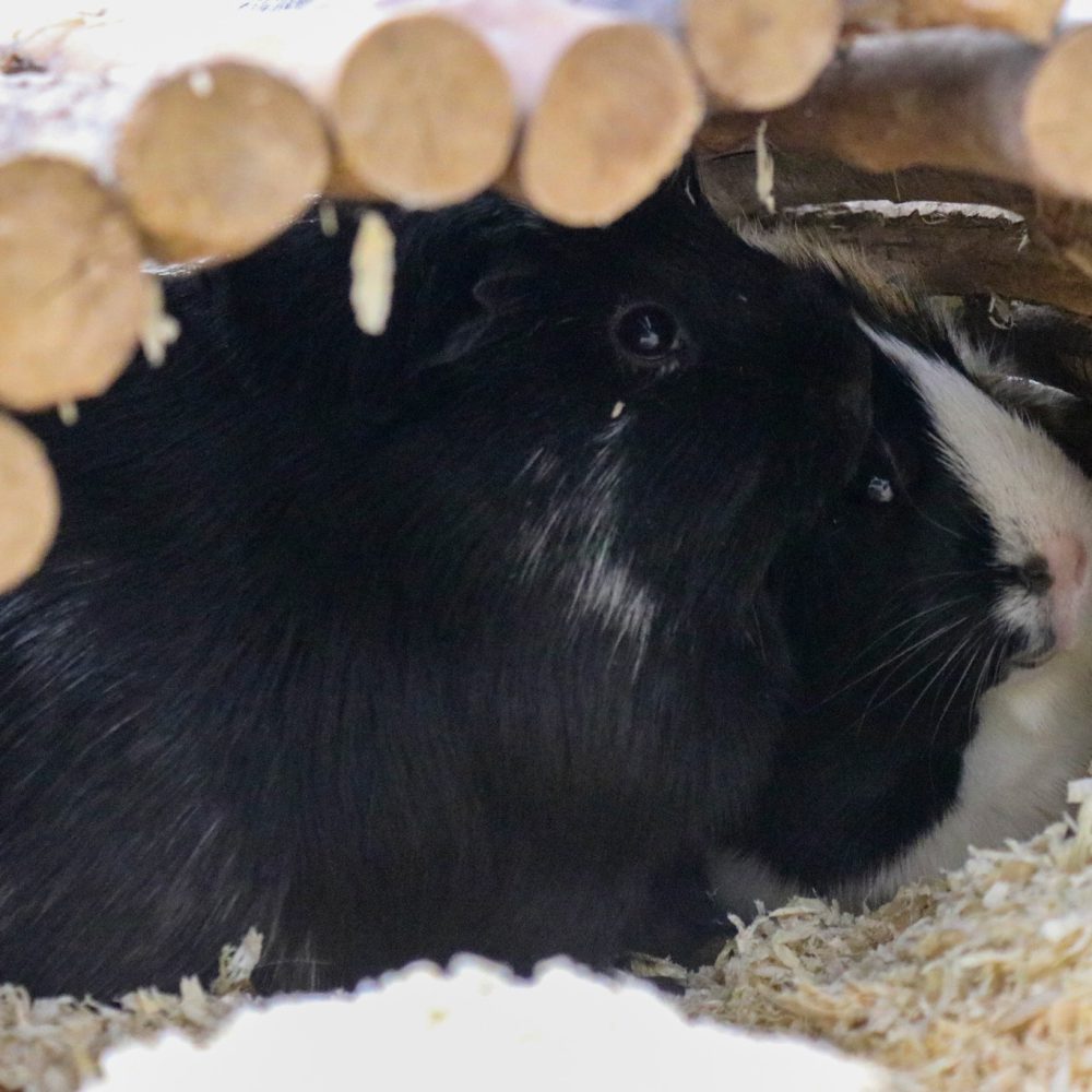 624690897_1219286117065187_8570417105292419731_n