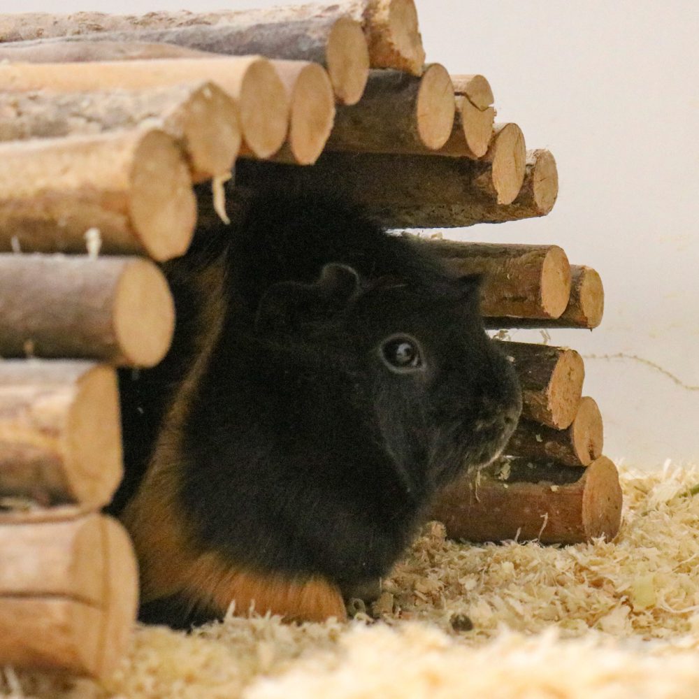 626879000_1219285970398535_6584404838645503313_n