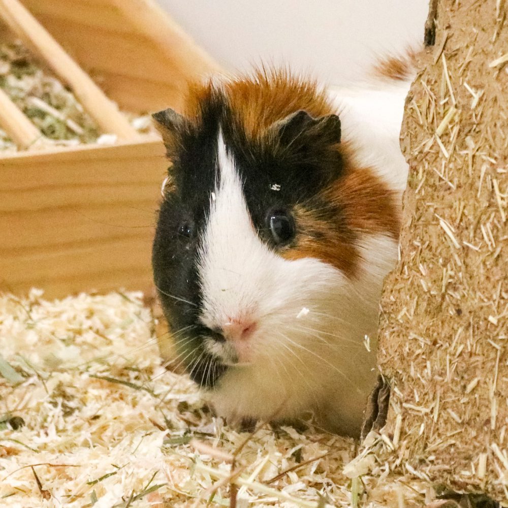 627062085_1219285813731884_3726864713503383490_n