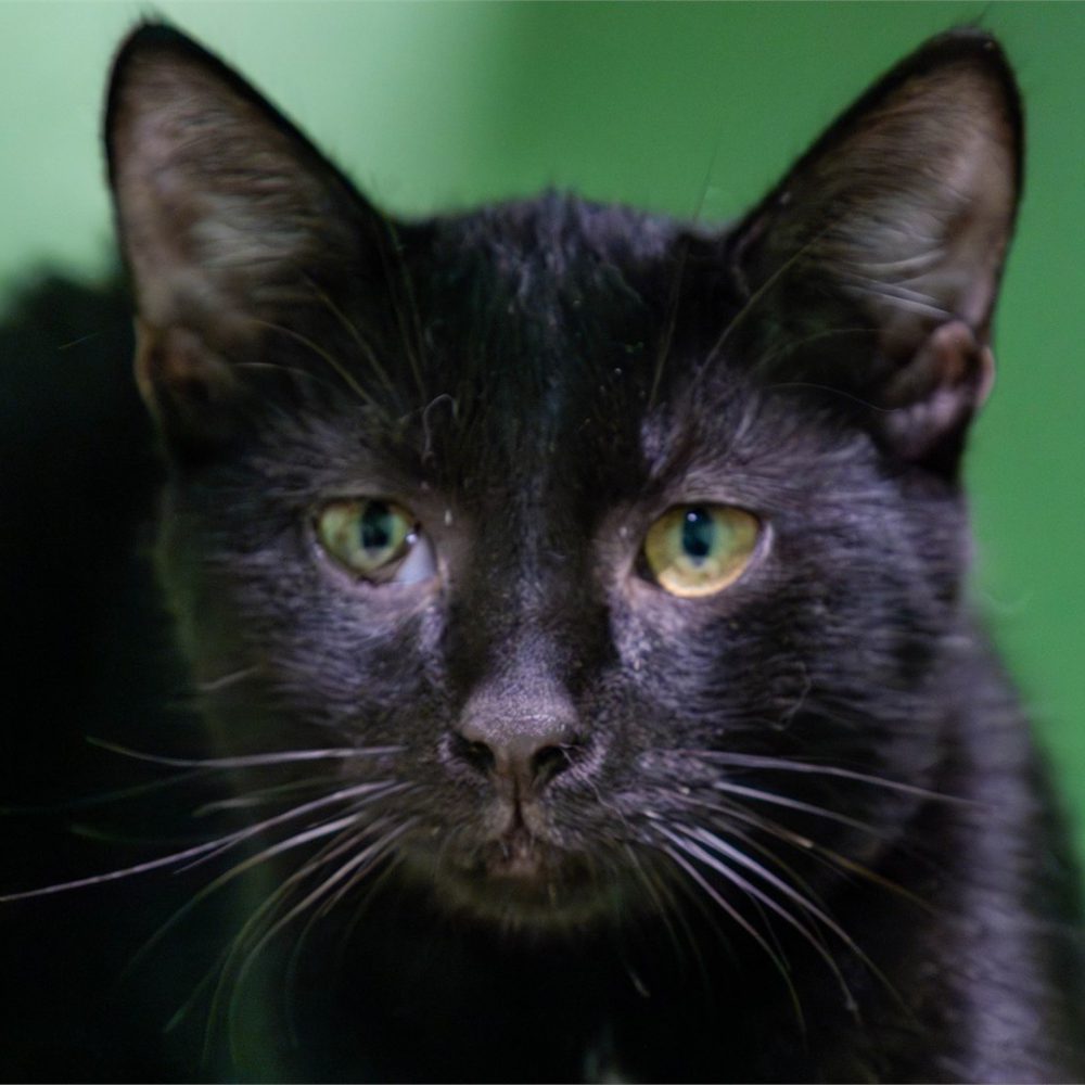 Portraitfoto von Ace
