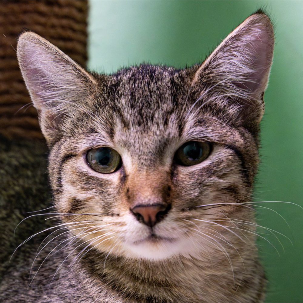 Portraitfoto von Alastor