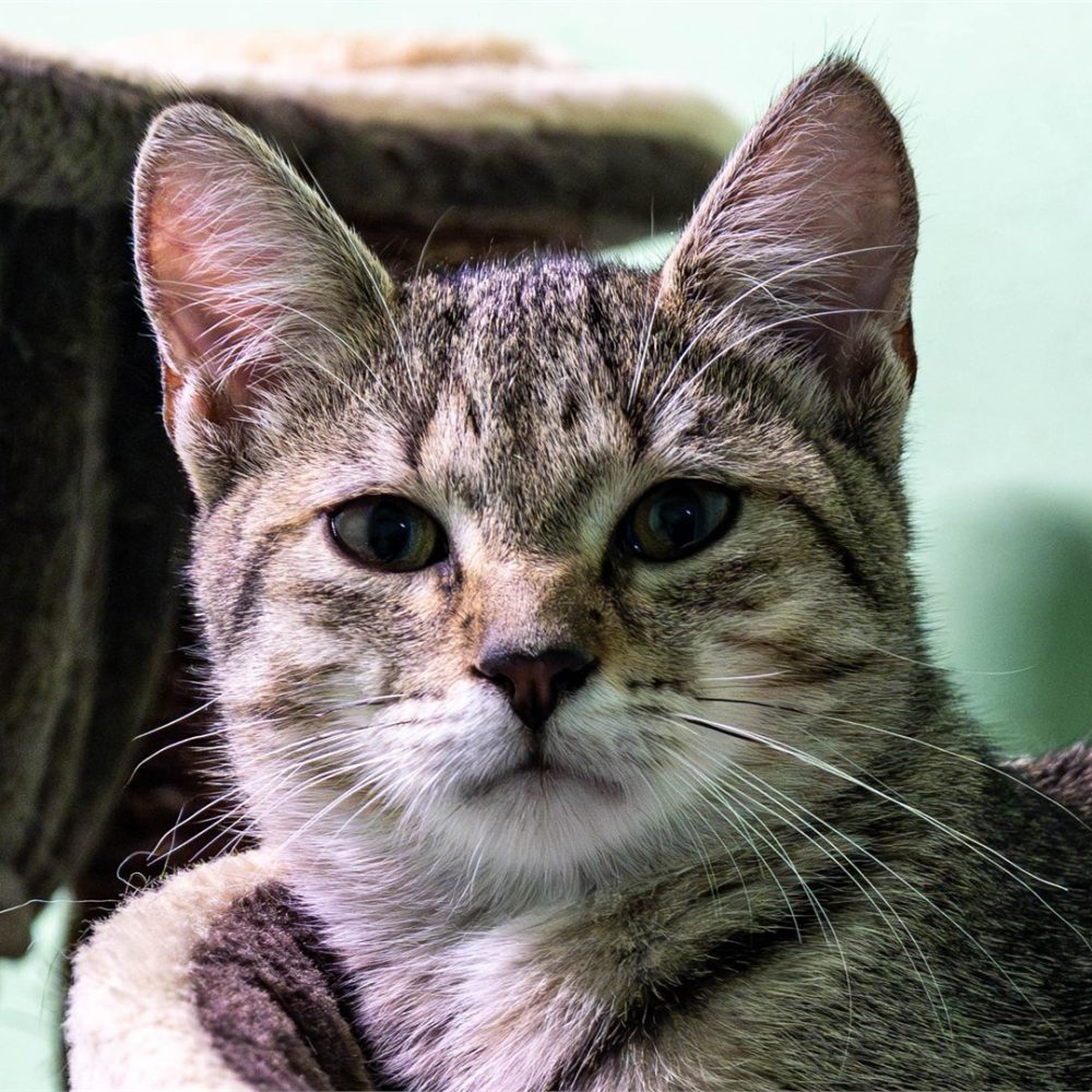 Portraitfoto von Angel