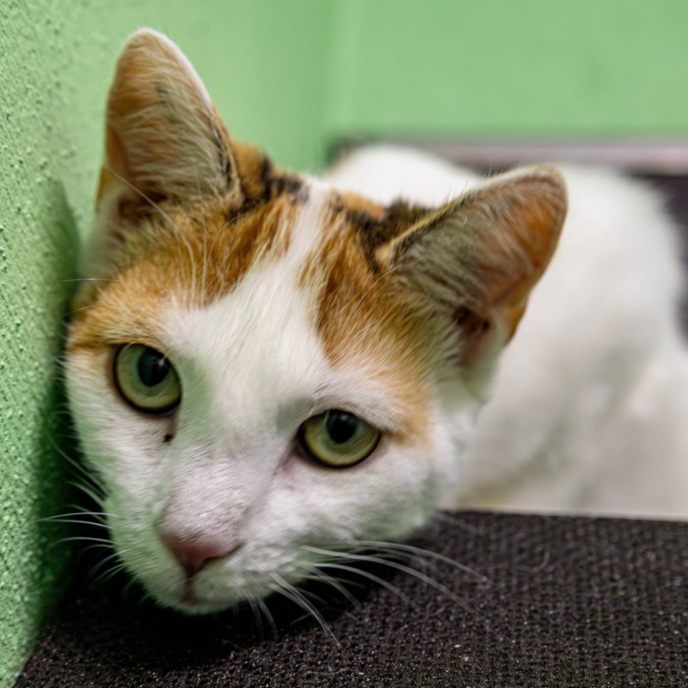 Aniela neu 1_website