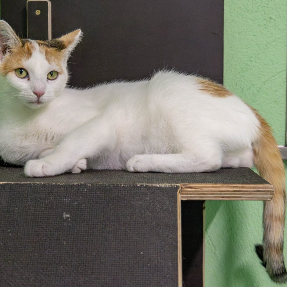 Aniela neu 2_website