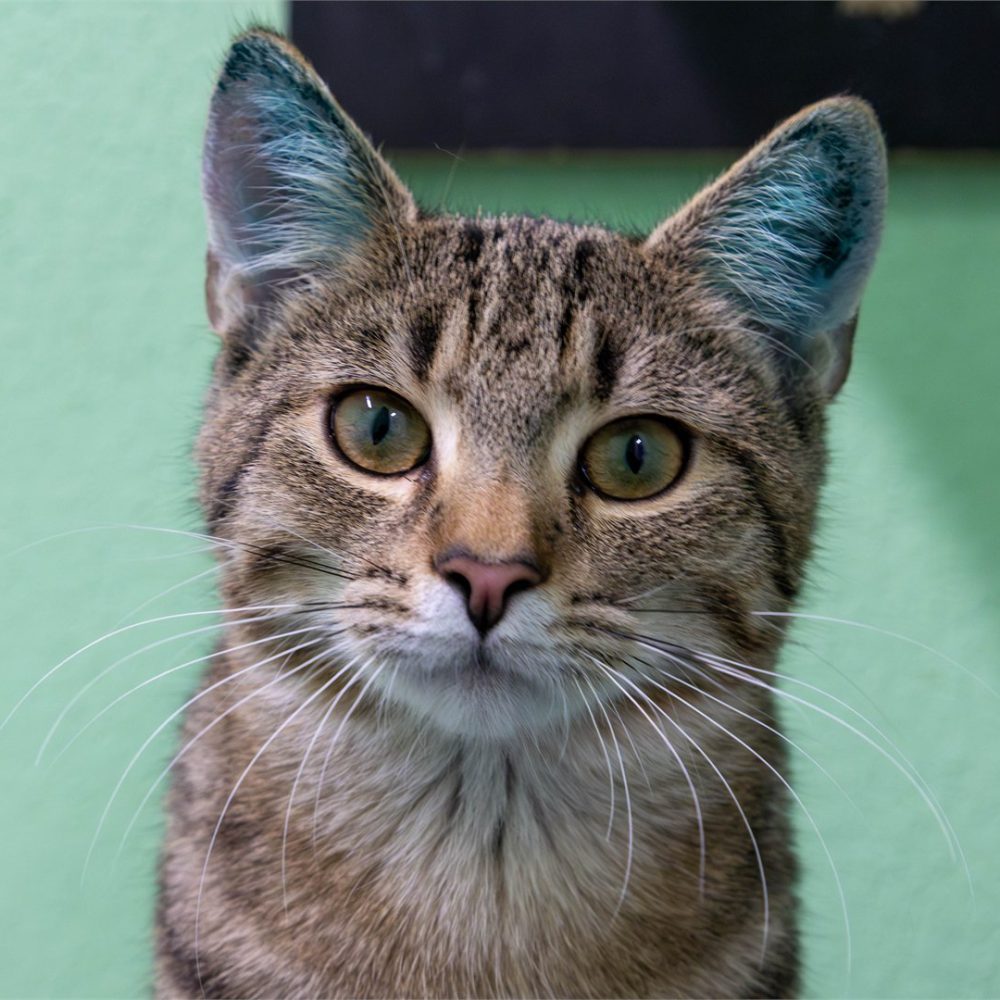 Portraitfoto von Bert