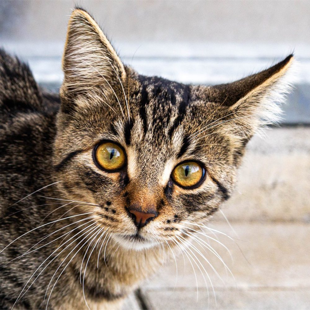 Portraitfoto von Gino