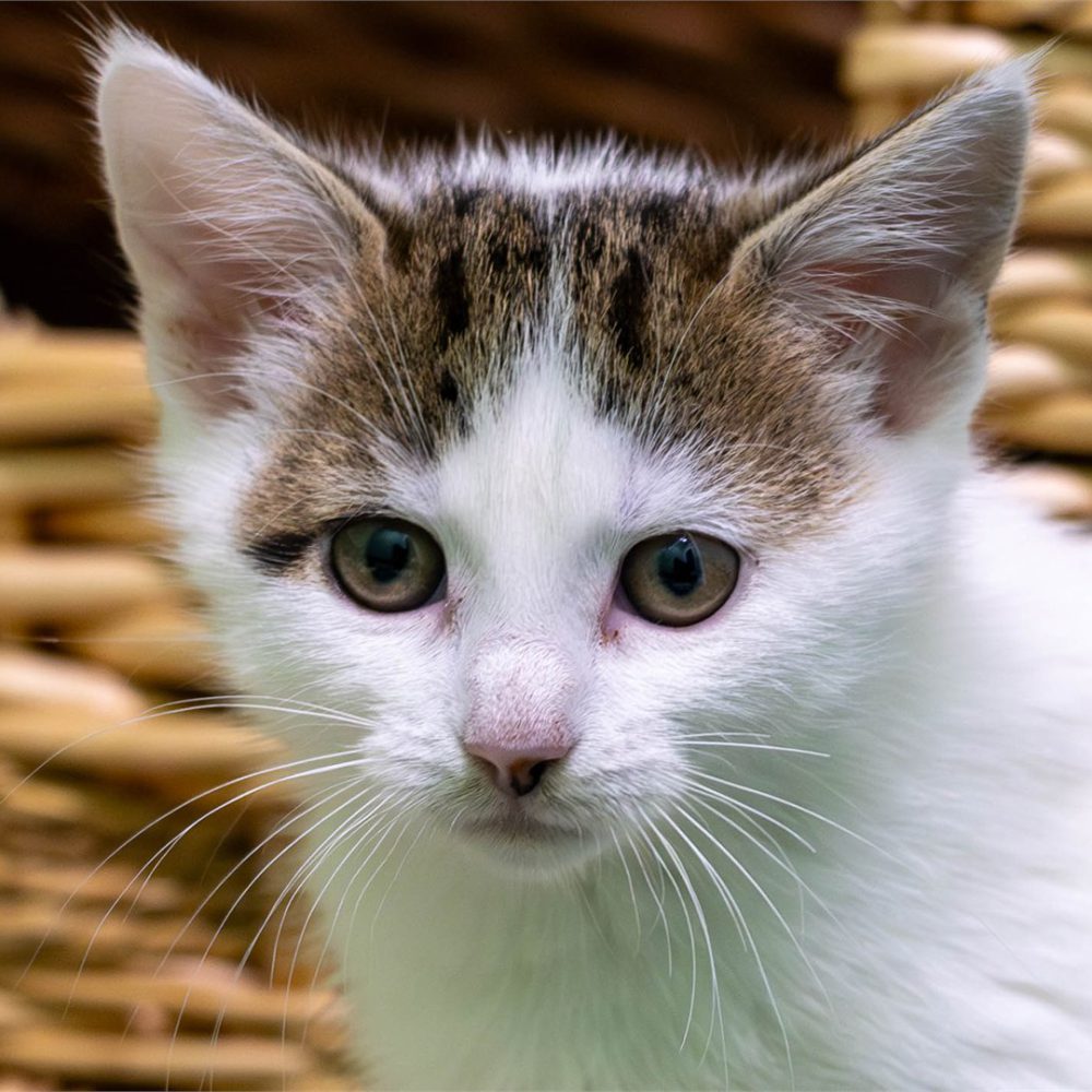 Portraitfoto von Gitte