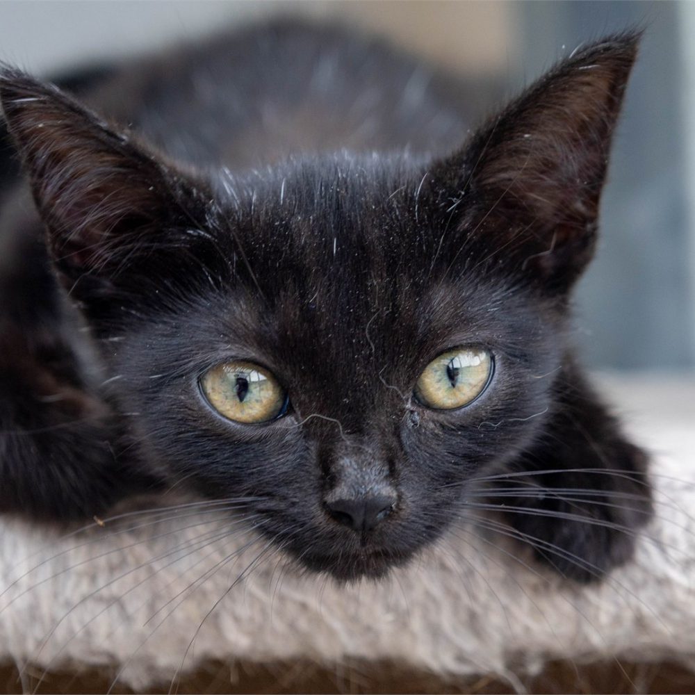 Izzy