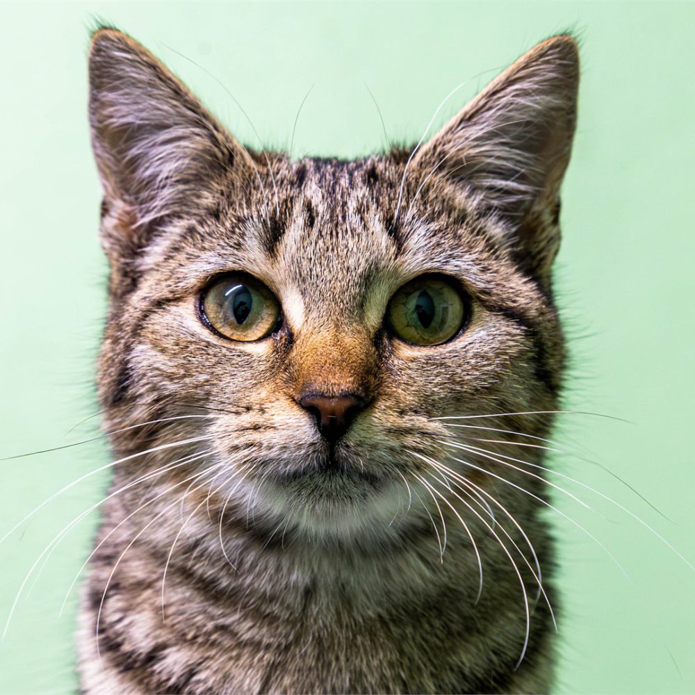 Portraitfoto von Kaya