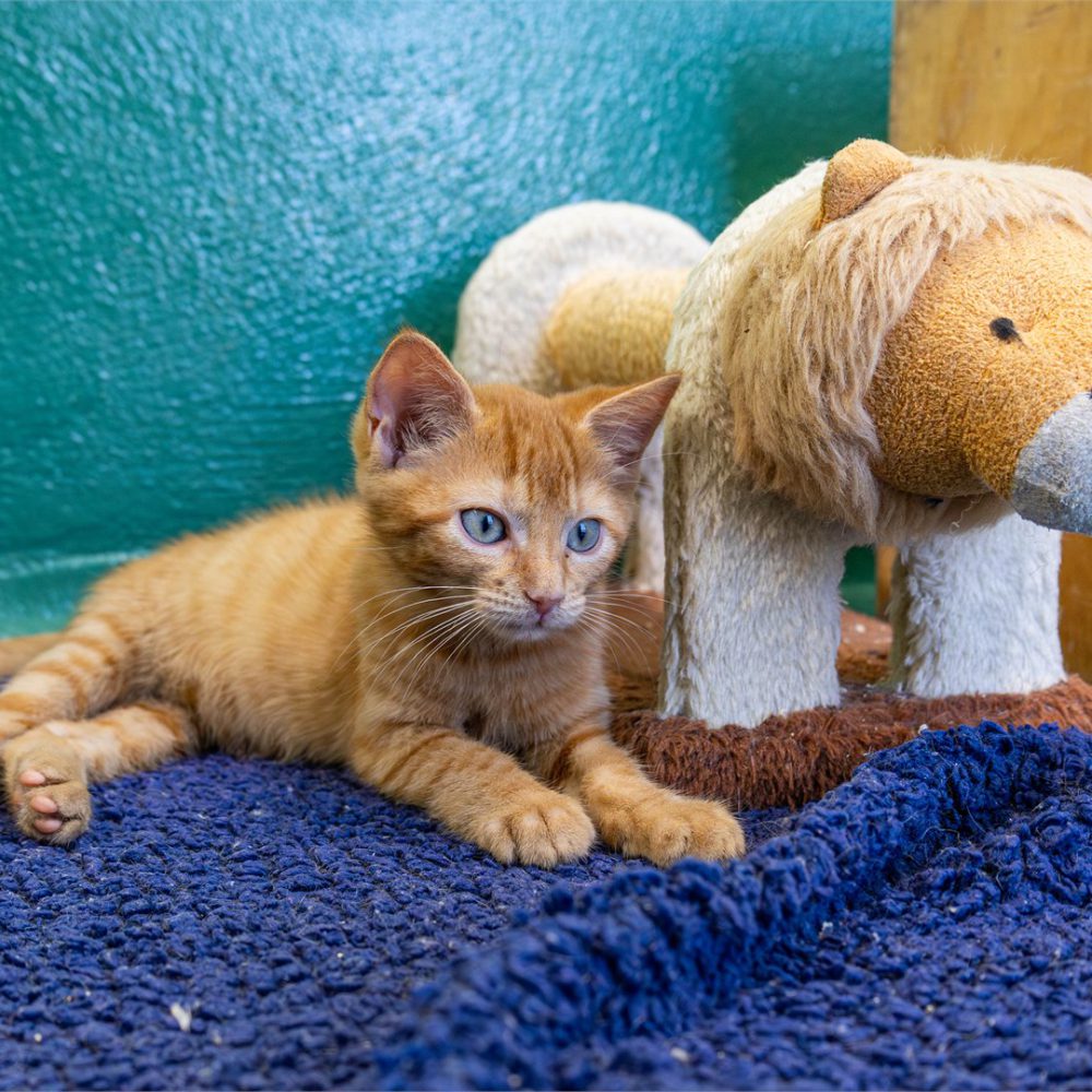 Kitty