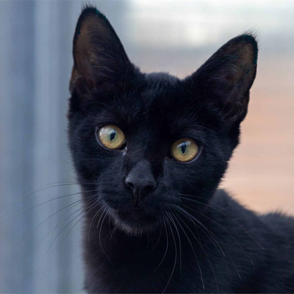 Portraitfoto von Marco