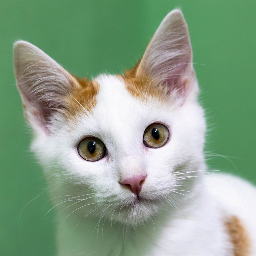 Portraitfoto von Nemo