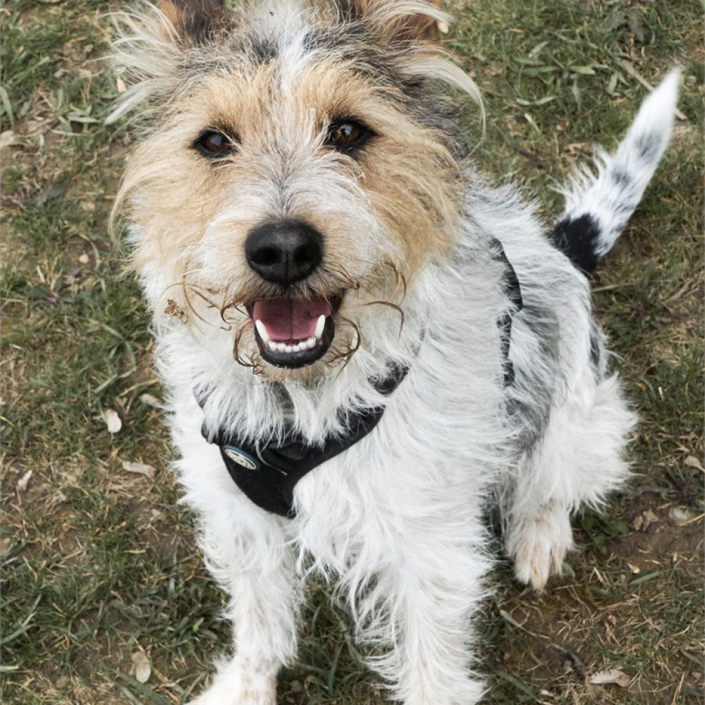 Oskar