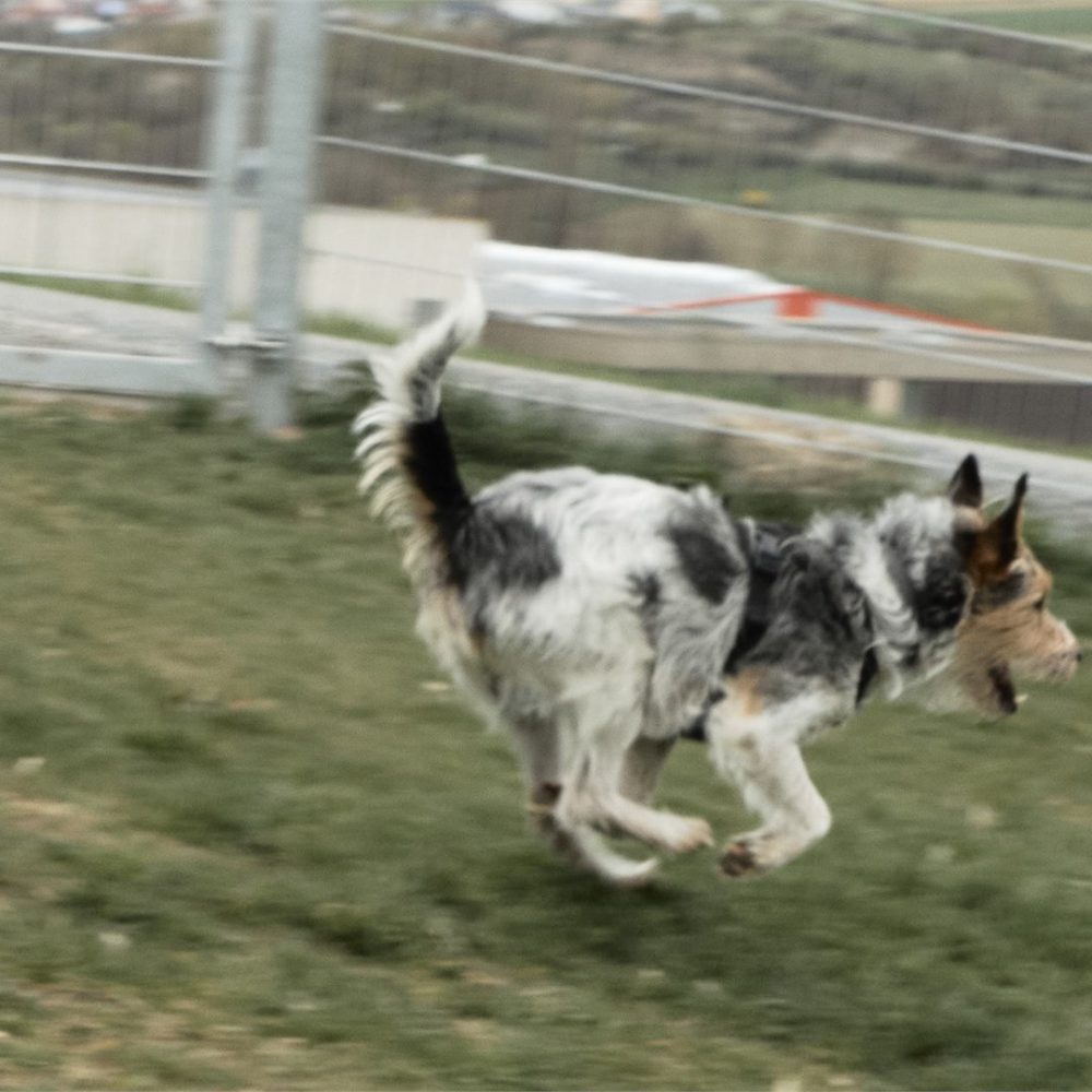 Oskar