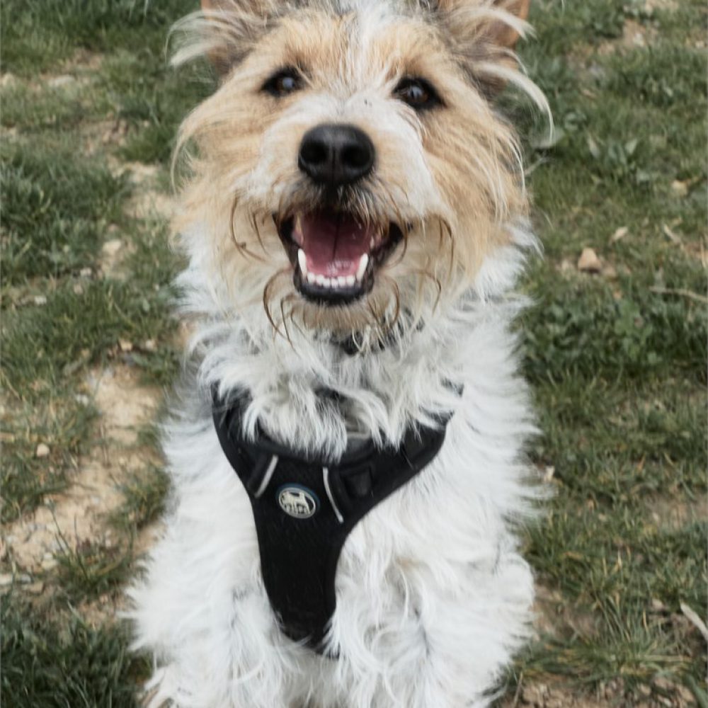 Oskar