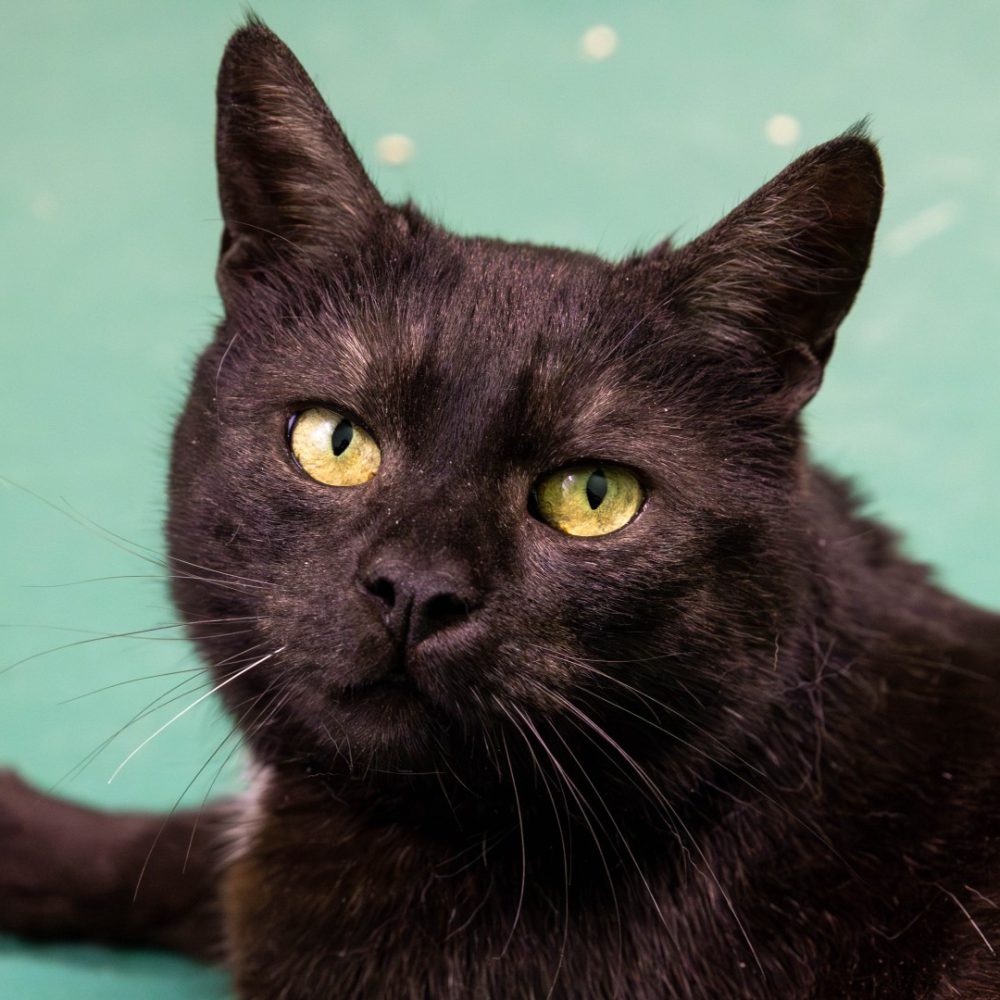 Pepper neu 1_website