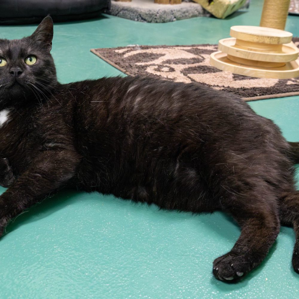 Pepper neu 2_website