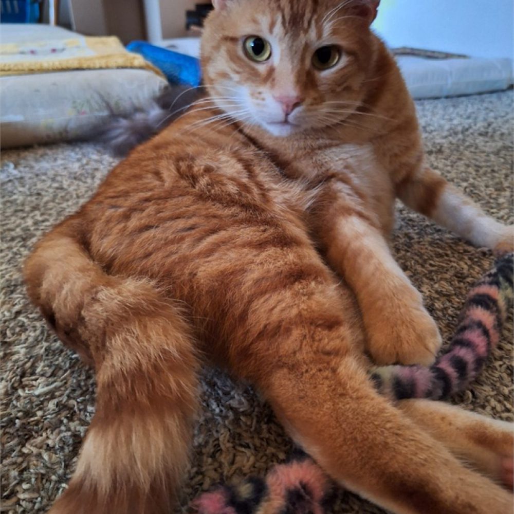 Rudi