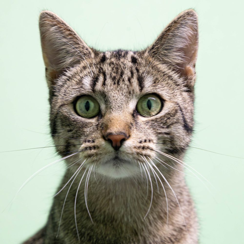 Smilla neu 1_website