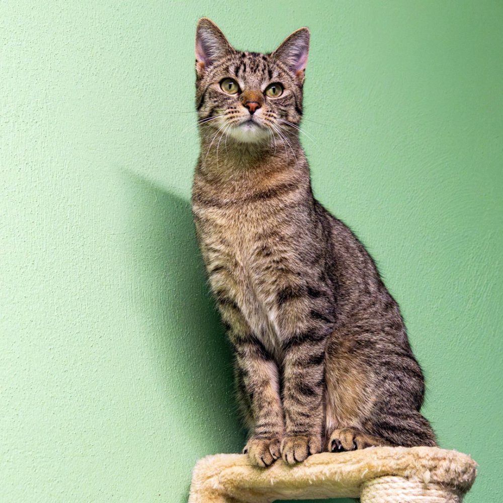 Smilla neu 2_website