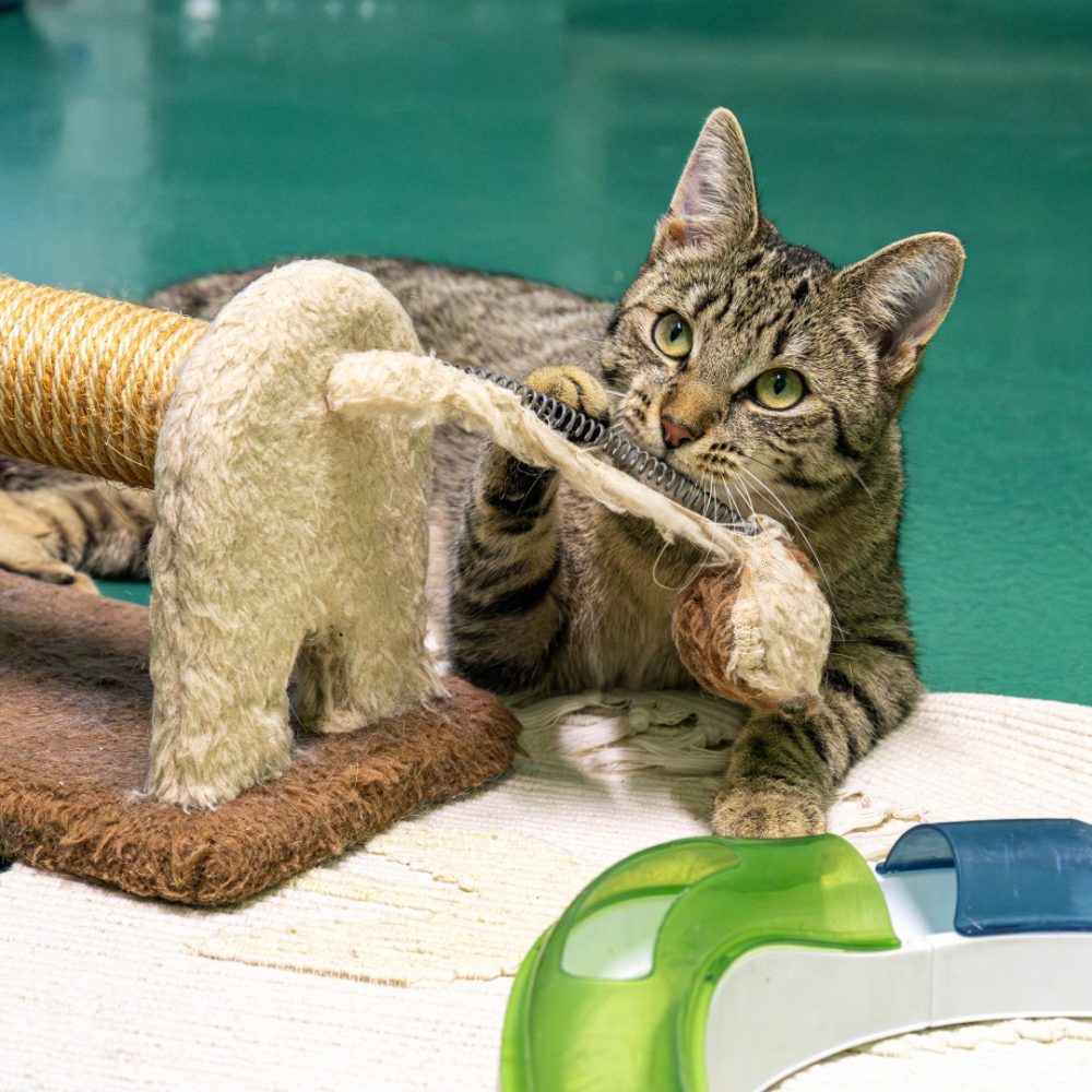 Smilla neu 3_website