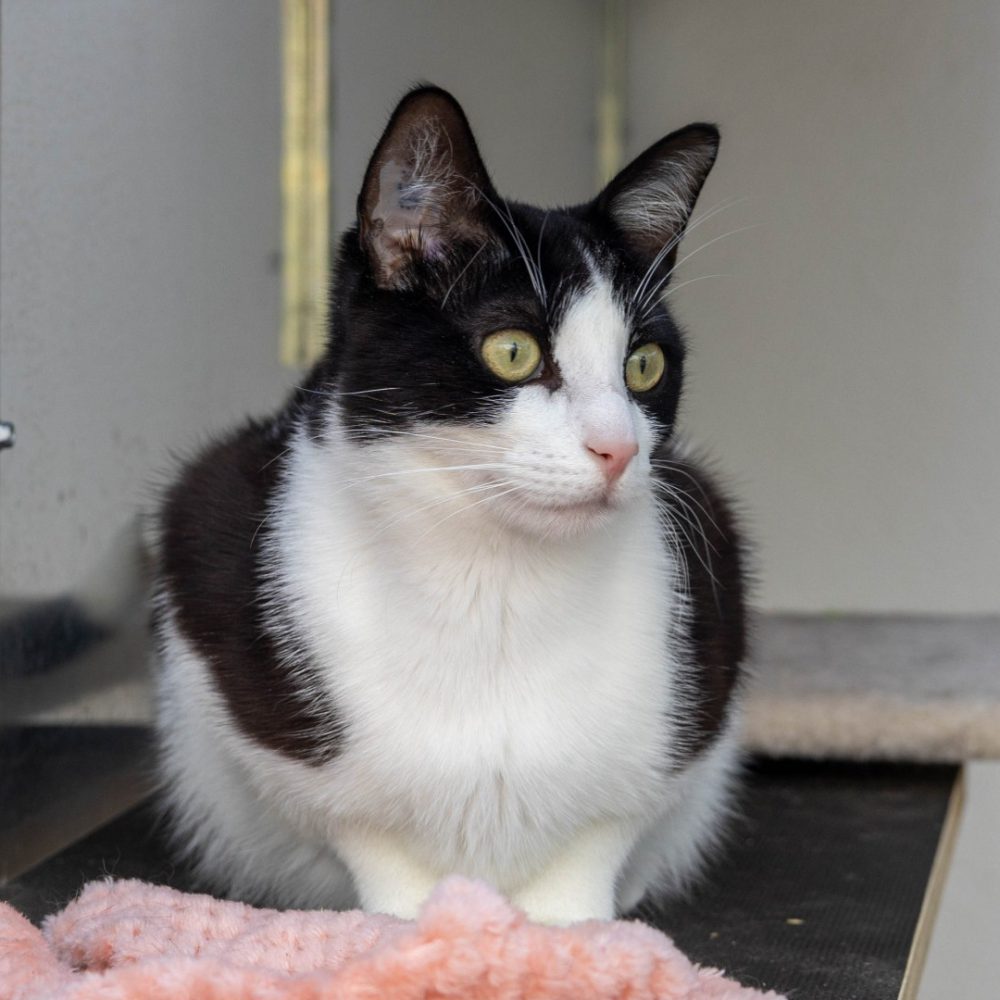 Tamino