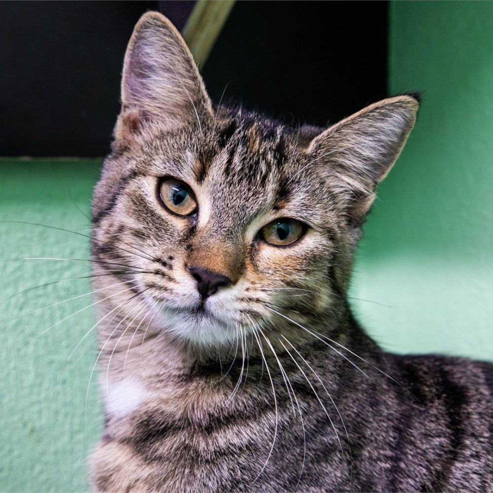 Portraitfoto von Tiffy