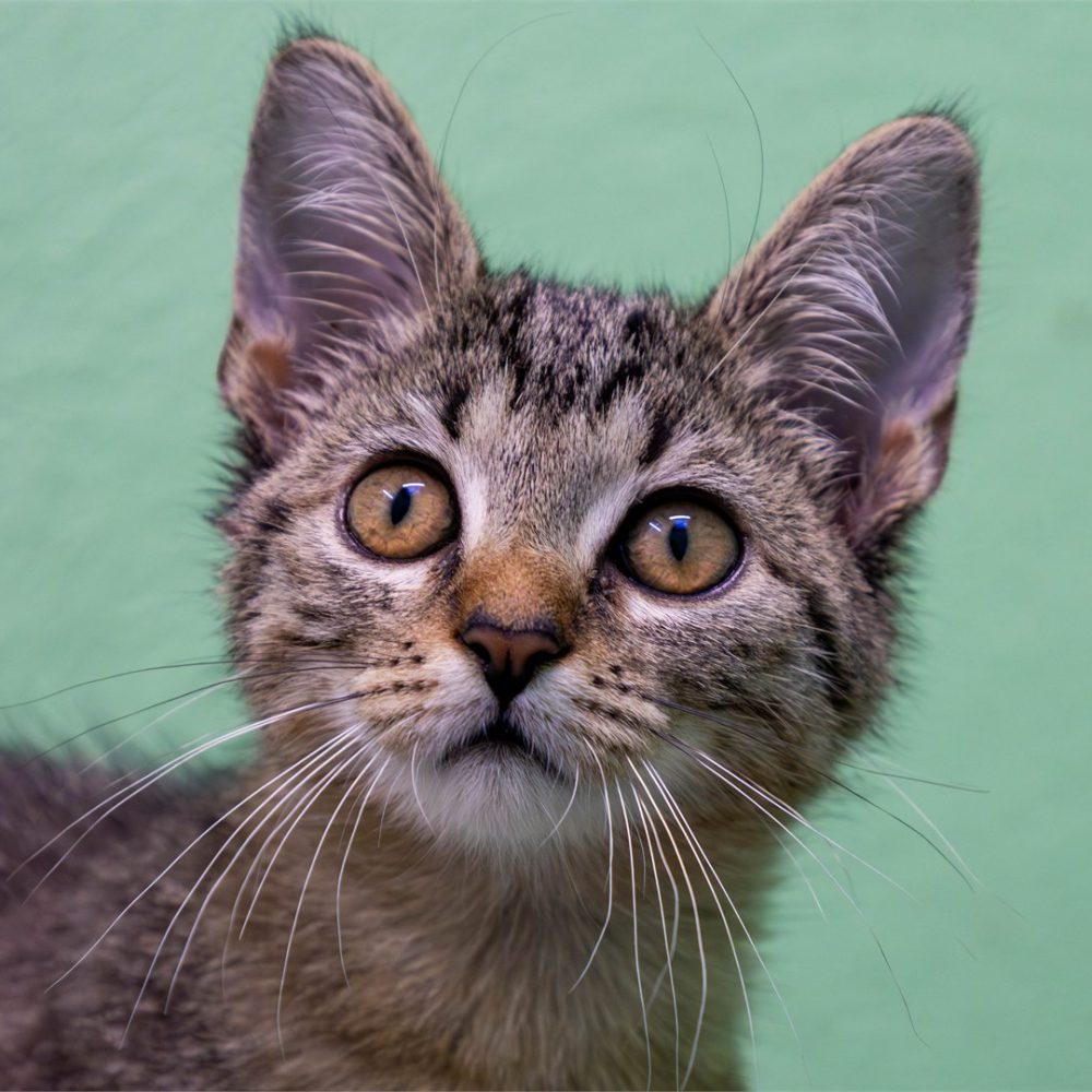 Portraitfoto von Zamira