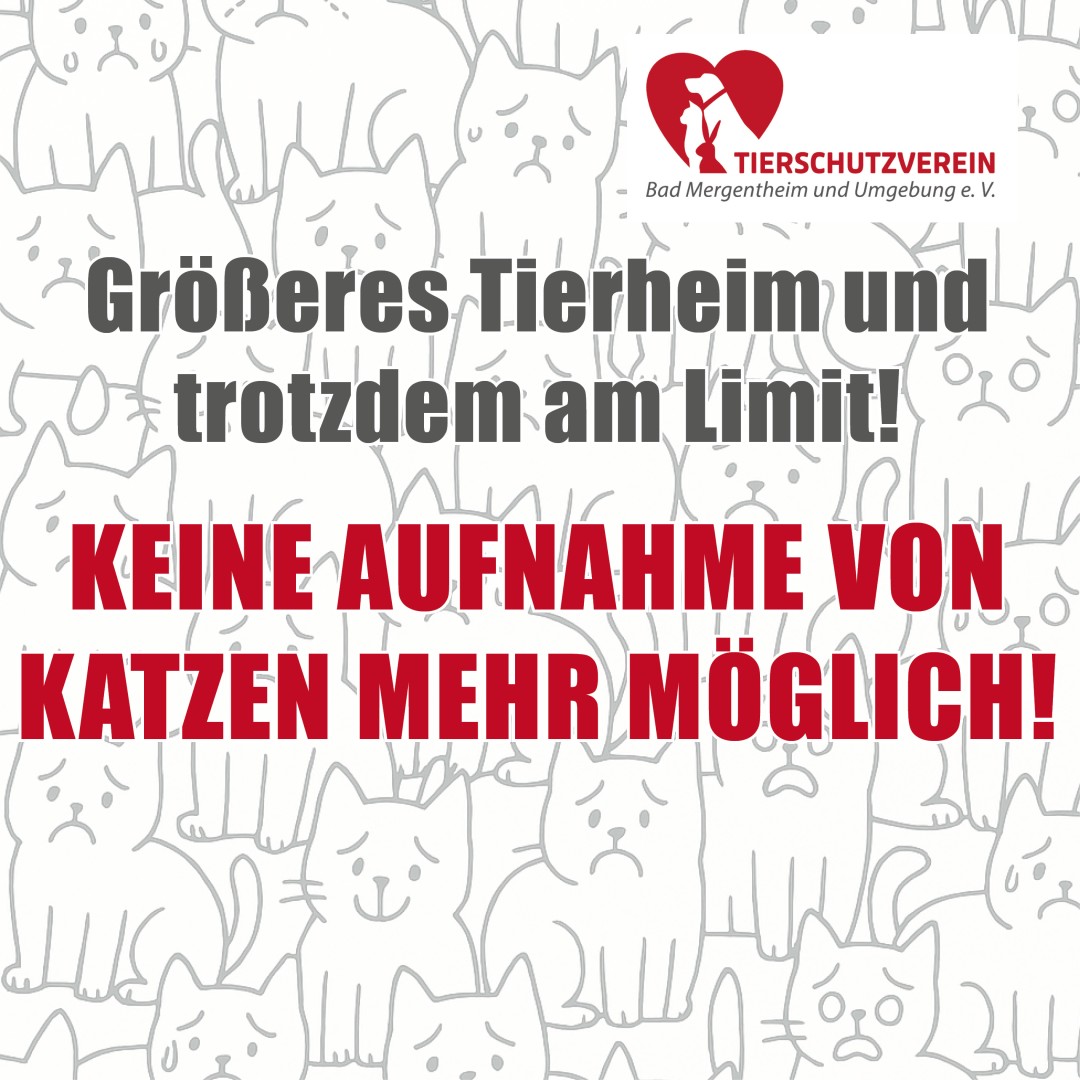 Mehr über den Artikel erfahren Aufnahmestopp Katzen