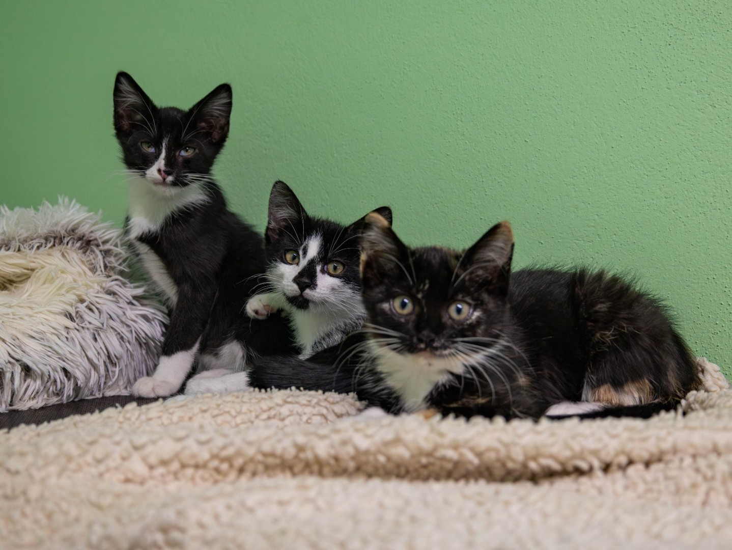Mehr über den Artikel erfahren Kittenvermittlung