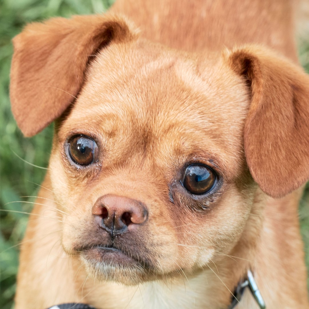 Mehr über den Artikel erfahren Angelo