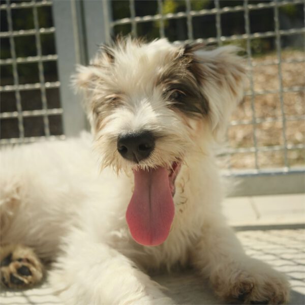 Pepe