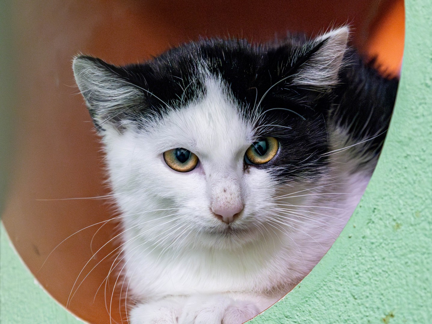 Mehr über den Artikel erfahren Hektor