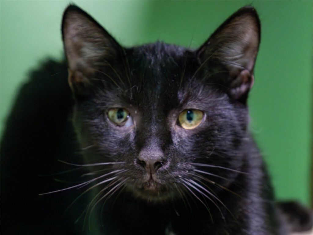 Portraitfoto von Ace