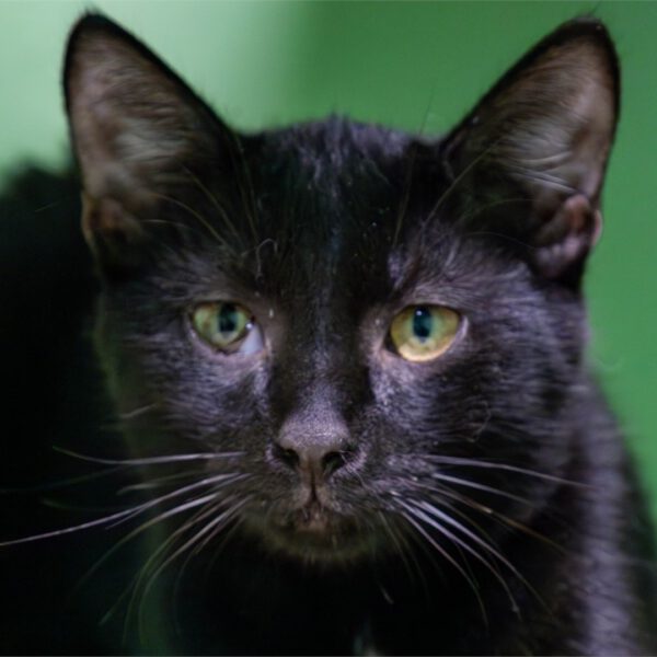 Portraitfoto von Ace