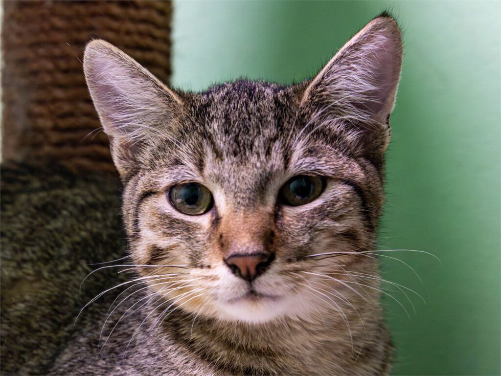 Portraitfoto von Alastor