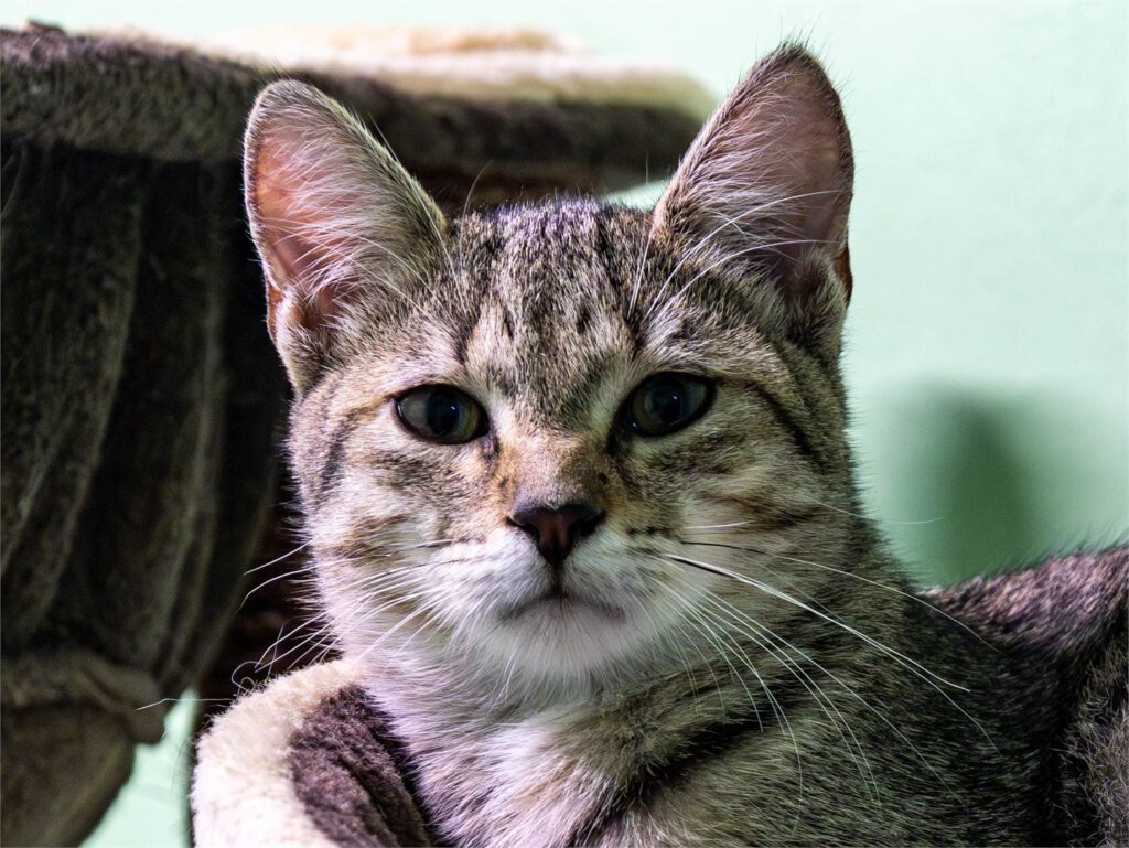 Portraitfoto von Angel