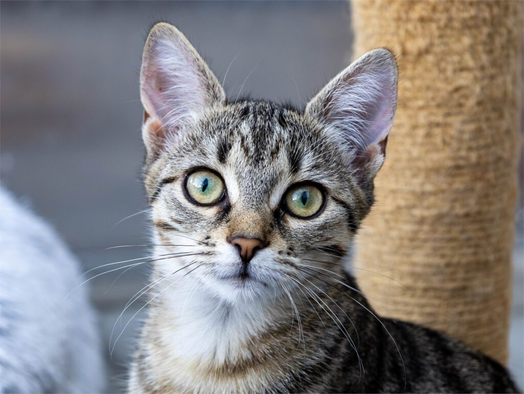 Portraitfoto von Bailey