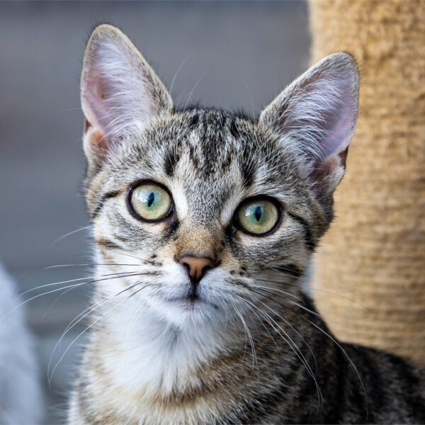 Portraitfoto von Bailey