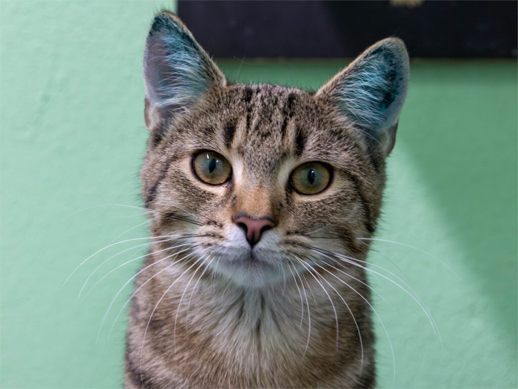 Portraitfoto von Bert