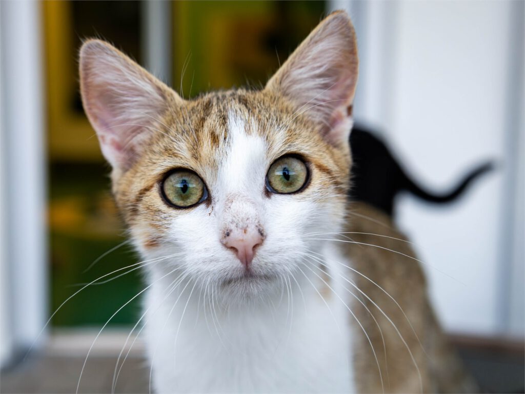 Portraitfoto von Boey