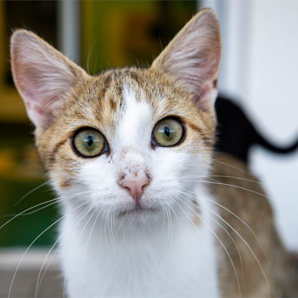Portraitfoto von Boey