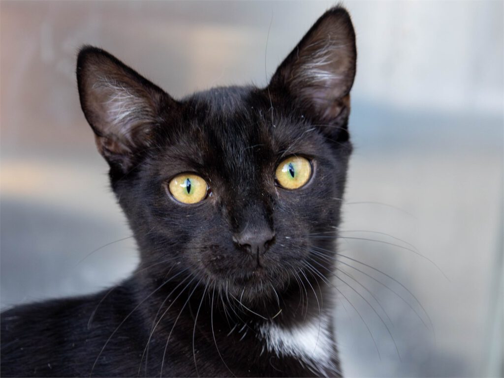 Portraitfoto von Boots