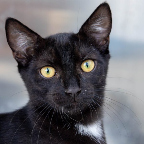 Portraitfoto von Boots
