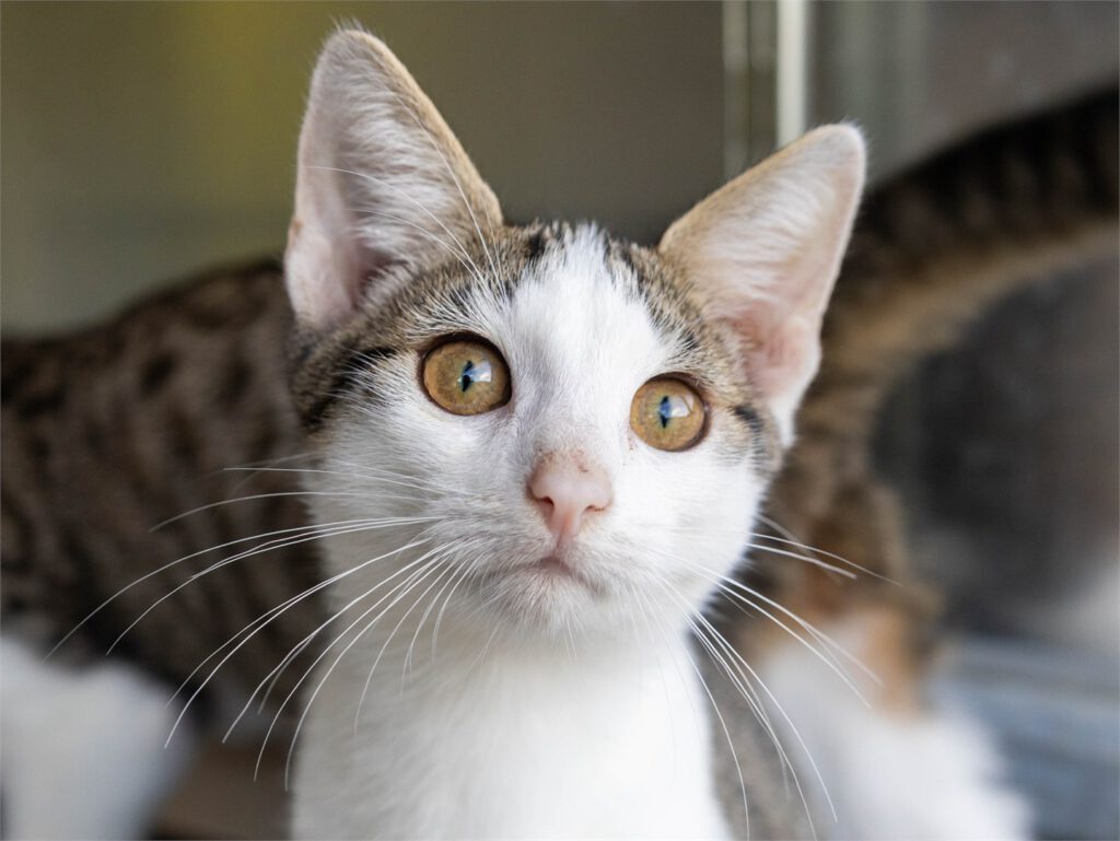 Portraitfoto von Daris