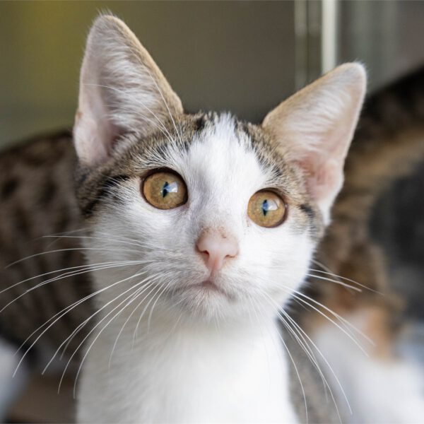 Portraitfoto von Daris