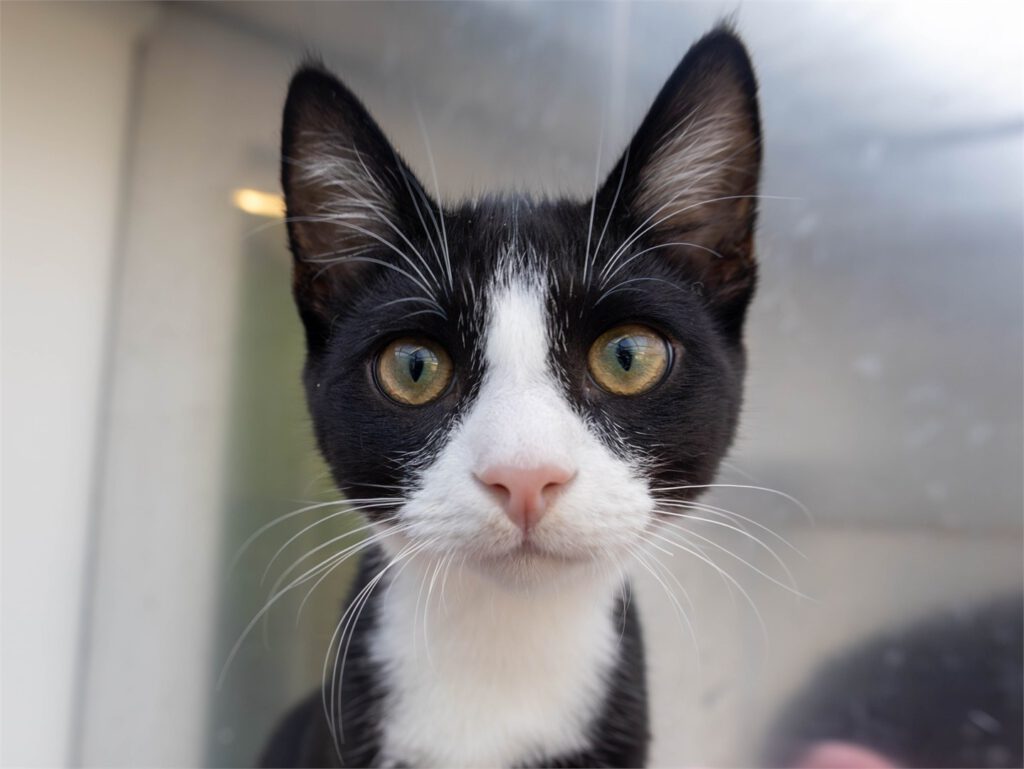 Portraitfoto von Franco