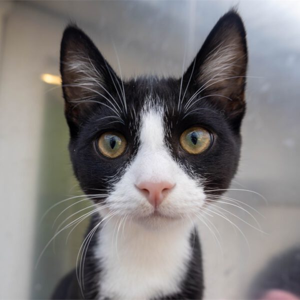 Portraitfoto von Franco