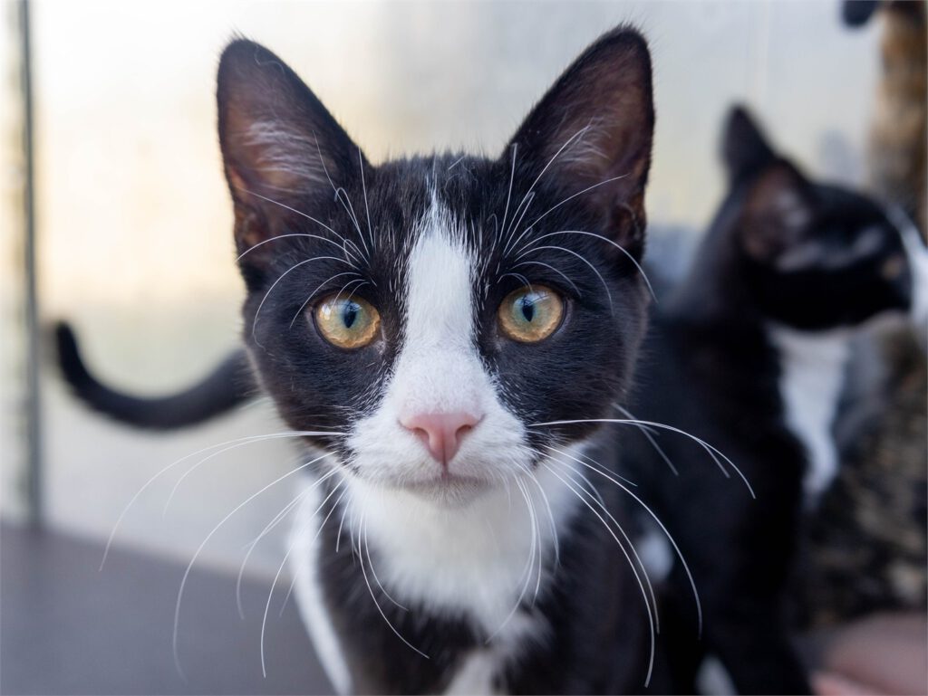 Portraitfoto von Fredo