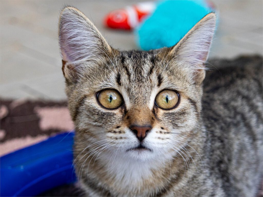 Portraitfoto von Gina